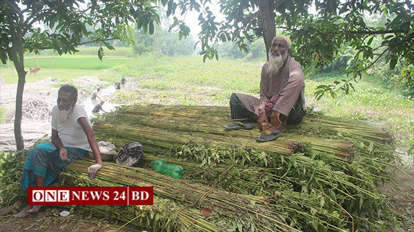 নওগাঁয় পাটের ফলন ও দামে খুশি হলেও পঁচানো নিয়ে বিপাকে কৃষকরা