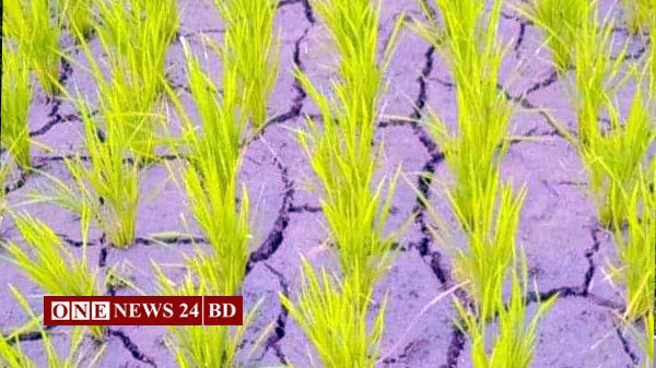 প্রচন্ড তাপদাহে পুড়ছে কৃষকের কপাল