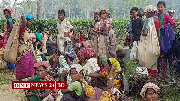 ১২ দিন ধরে ধর্মঘট পালন করছেন ২৩ চা-বাগানের ৪০ হাজার শ্রমিক