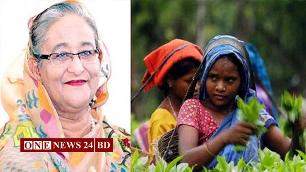 চা শ্রমিকদের মজুরি ১৭০ টাকা নির্ধারণ