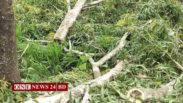 ফের কমলগঞ্জে সড়কের গাছ চুরি 
