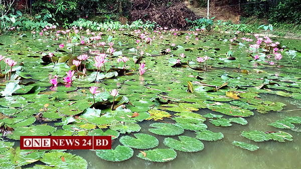 বিলুপ্তির পথে ফুল শাপলা