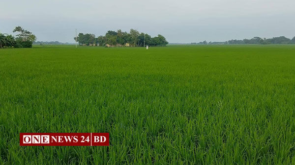 বৃষ্টিতে তাড়াইলের আমন চাষাীদের মনে স্বস্তি