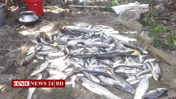 মৌলভীবাজারে পুকুরে বিষ ঢেলে দু’লক্ষাধিক টাকার মাছ নিধন; ক্ষতিগ্রস্ত খামারি