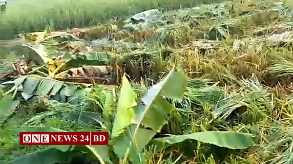পাকুন্দিয়ায় রাতের আঁধারে খেতের আধাপাকা কাঁচা ধান কেটে নিলো দুর্বৃত্তরা