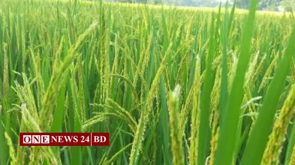 হোসেনপুরে সবুজ ধানের শীষে দুলছে কৃষকের স্বপ্ন