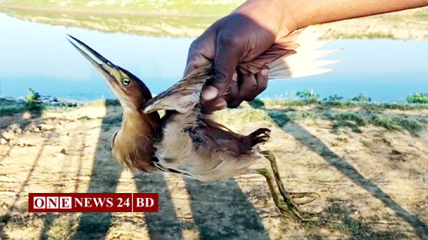 হাকালুকি হাওর থেকে পাখিসহ শিকারি আটক: মুচলেকায় মুক্ত