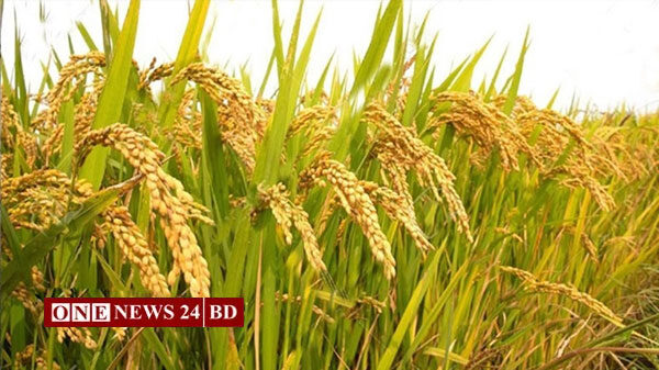 বোরোর উৎপাদন বৃদ্ধিতে ১৭০ কোটি টাকার প্রণোদনা