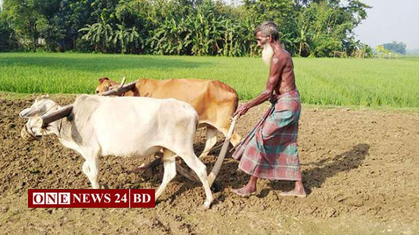 হোসেনপুরে আগের মত কৃষক লাঙল কাঁধে মাঠে যায় না