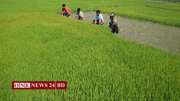 তাড়াইলে বোরো বীজতলা শীত ও কুয়াশায় বিবর্ণ হয়ে যাচ্ছে 