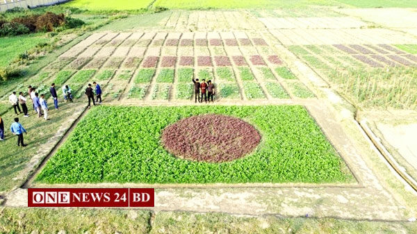 ফসলের মাঠ জুড়ে নয়নাভিরাম জাতীয় পতাকা