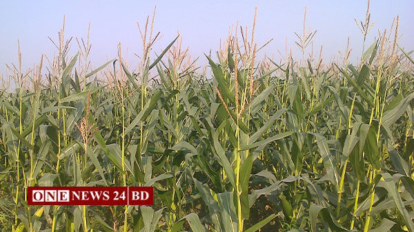নিকলীতে ভুট্টার বাম্পার ফলনের সম্ভাবনা