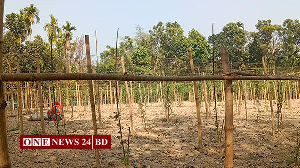 রাতের আঁধারে ফলন আসা সব করলা গাছ কেটে দিল দুর্বৃত্তরা