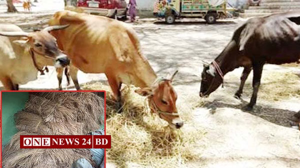 নিকলীতে গো-খাদ্যের দাম দ্বিগুণ বাড়ায় বিপাকে খামারি