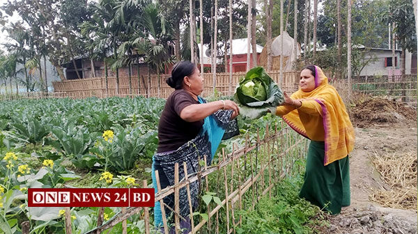 শীতকালীন সবজী চাষে ব্যস্ত শিক্ষক শান্তু মনি