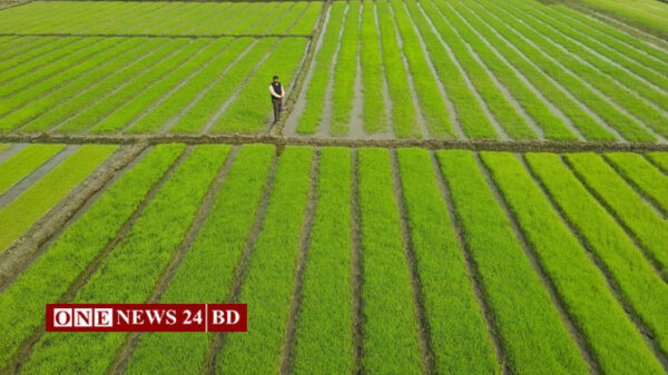 চলতি বছর পাকুন্দিয়া বোরো আবাদের লক্ষ্যমাত্রা ১০ হাজার ১ হেক্টর
