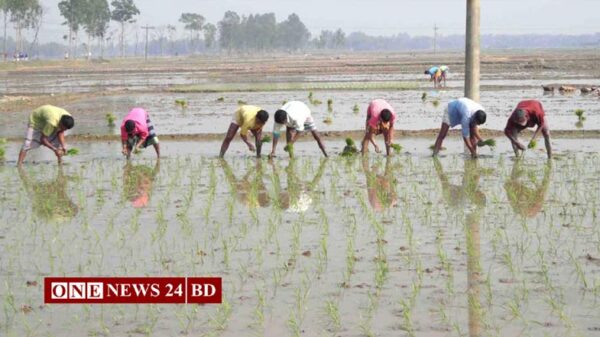 নিকলীতে কৃষিতে বাড়ছে উৎপাদন ব্যয়, মিলছে না ন্যায্যমূল্য
