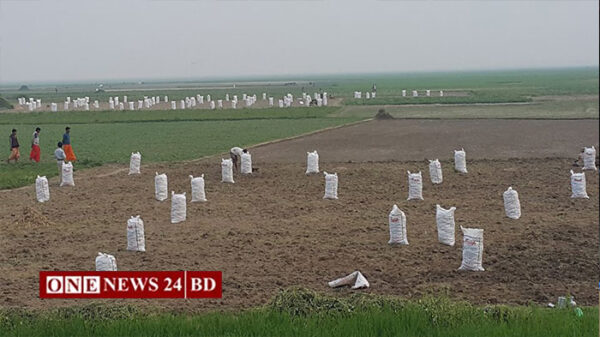 নিকলীতে মিষ্টি আলুর বাম্পার ফলন, ভালো দাম পেয়ে কুষকের মুখে হাসি