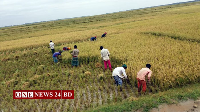 নিকলীতে বোরো ধান কাটার ধুম, বেশি টাকা দিয়েও শ্রমিক মিলছে না