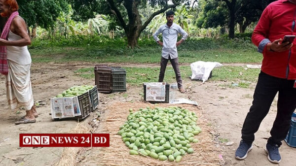 রাজশাহীতে আম পাড়া শুরু