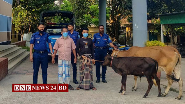 হোসেনপুরে চুরি হওয়া গরু উদ্ধার করলো পুলিশ