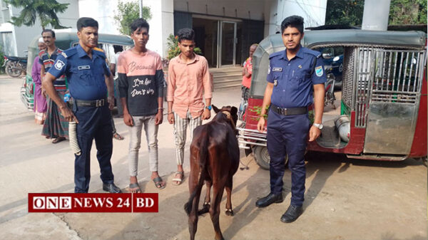 পাকুন্দিয়া গরুসহ দুই চোর আটক