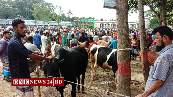 তাড়াইলে জমে উঠেছে কুরবানির পশুর হাট