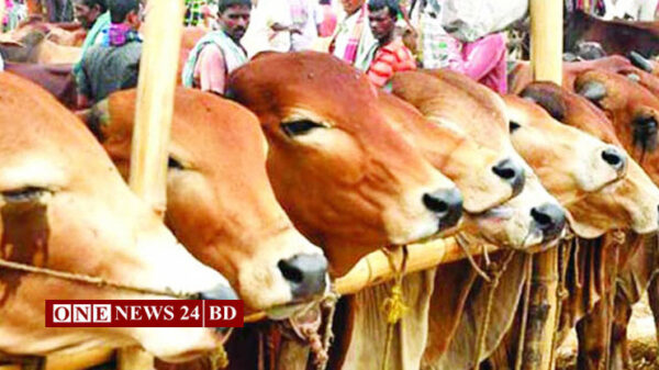 চাহিদার চেয়ে ২১ লাখের বেশি পশু প্রস্তুত