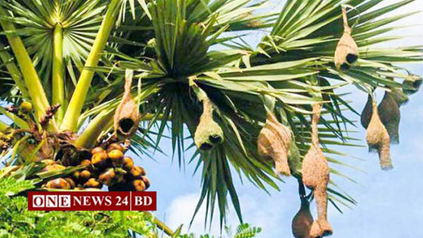 হোসেনপুরে বিলুপ্তির পথে শিল্পী পাখি বাবুই ও তালগাছ