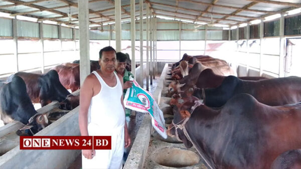 গরুর খামারে সফল সাবেক ইউপি চেয়ারম্যান