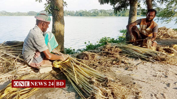 সোনালী আঁশ ছাড়াতে ব্যস্ত তাড়াইলের পাট চাষিরা 