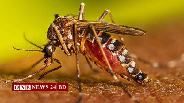 ডেঙ্গুতে আরও ১২ জনের মৃত্যু, হাসপাতালে ২৮২৩