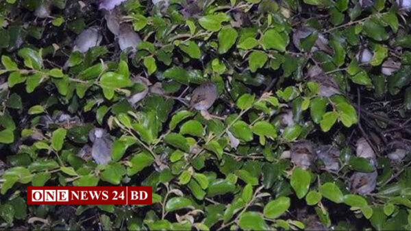 সন্ধ্যা হলেই পাখির কলকাকলিতে মুখর হাসপাতাল চত্বর 