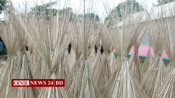 তাড়াইলের কৃষকরা পাটে নয়, স্বস্তি পাটকাঠিতে