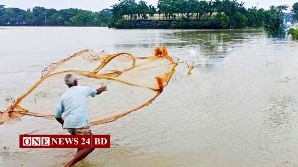 নতুন পানিতে চলছে মাছ শিকারের মহোৎসব