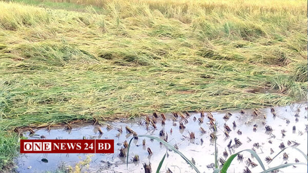 হোসেনপুরে মিধিলির প্রভাবে আমন ধান ও উঠতি ফসলের ক্ষতি: বিপাকে কৃষক