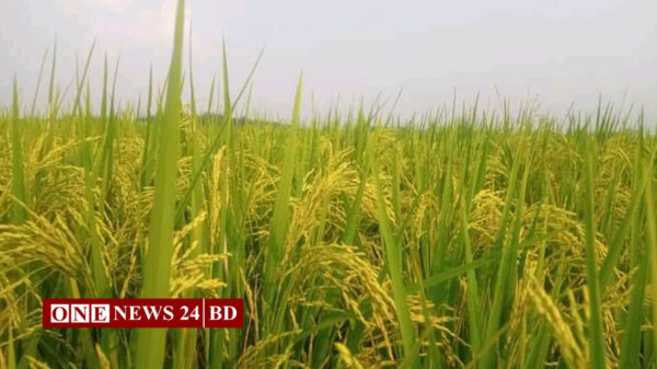 হোসেনপুরে ধান ক্ষেতের সবুজ ঢেউয়ে কৃষকের সোনালী স্বপ্ন
