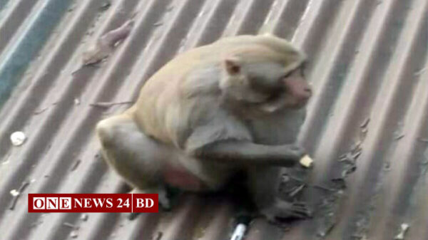 হোসেনপুরে খাবারের সন্ধানে লোকালয়ে বানর