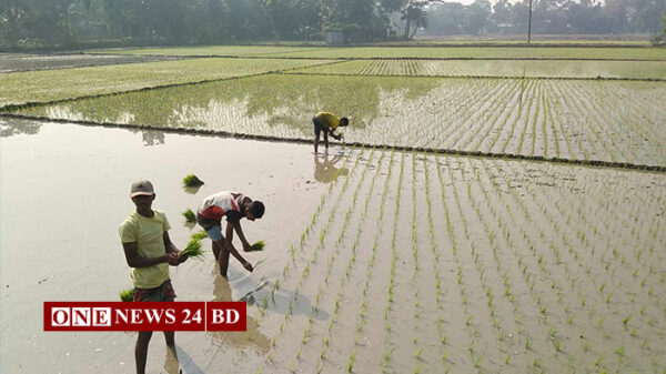 হোসেনপুরে বোরো আবাদে ব্যস্ত চাষিরা