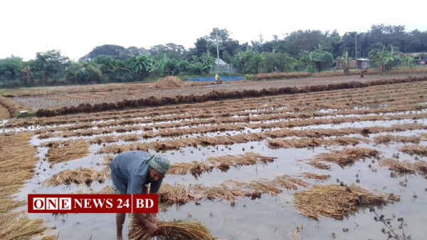হোসেনপুরে ঘূর্ণিঝড় মিগজাউমের প্রভাবে জমিতে পুঁতিয়ে রাখা আমনের ক্ষতি