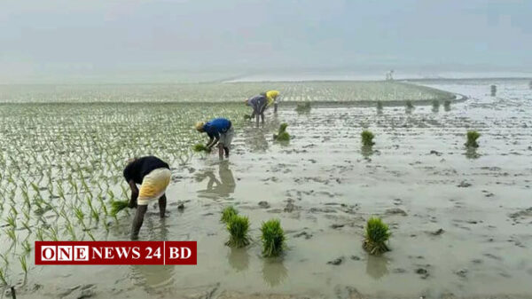 নিকলীর হাওড়ে বোরো ধান চাষাবাদে ব্যস্ত সময় পার করছে কৃষক