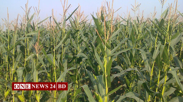 নিকলীতে বাড়ছে ভুট্টা আবাদ, কম খরচে বেশি লাভ