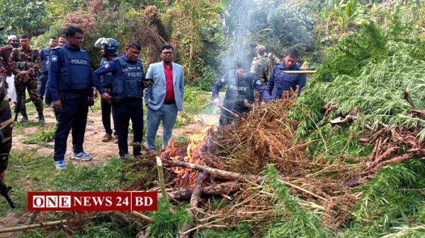 ৩০ কোটি টাকা মূল্যের গাঁজা ক্ষেত ধ্বংস করলো প্রশাসন
