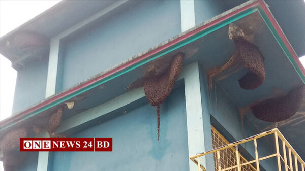 মসজিদে হাজার হাজার মৌমাছি, কামড় দেয়না কাউকেই!