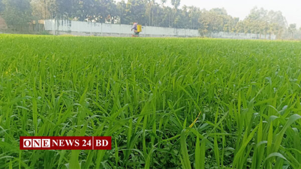 নিকলীর হাওরে বিলুপ্তির পথে গমচাষ