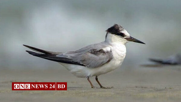 নিকলীতে বিলুপ্তির পথে নানা প্রজাতির পাখি