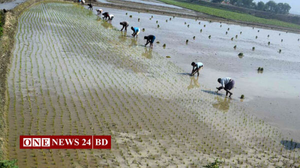 তাড়াইলে দলবেঁধে বোরো চারা রোপনে ব্যস্ত কৃষক