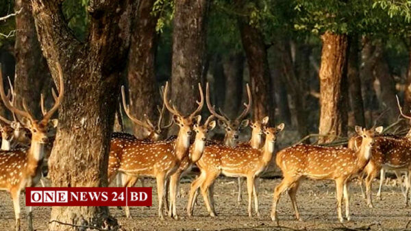 ঘূর্ণিঝড় রেমালের তাণ্ডব: সুন্দরবন থেকে ১শ’ প্রাণীর মরদেহ উদ্ধার