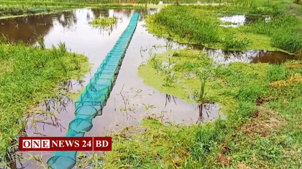 শক্তিশালী চায়না দুয়ারী জাল; অস্তিত্ব সংকটে দেশীয় প্রজাতির মাছ