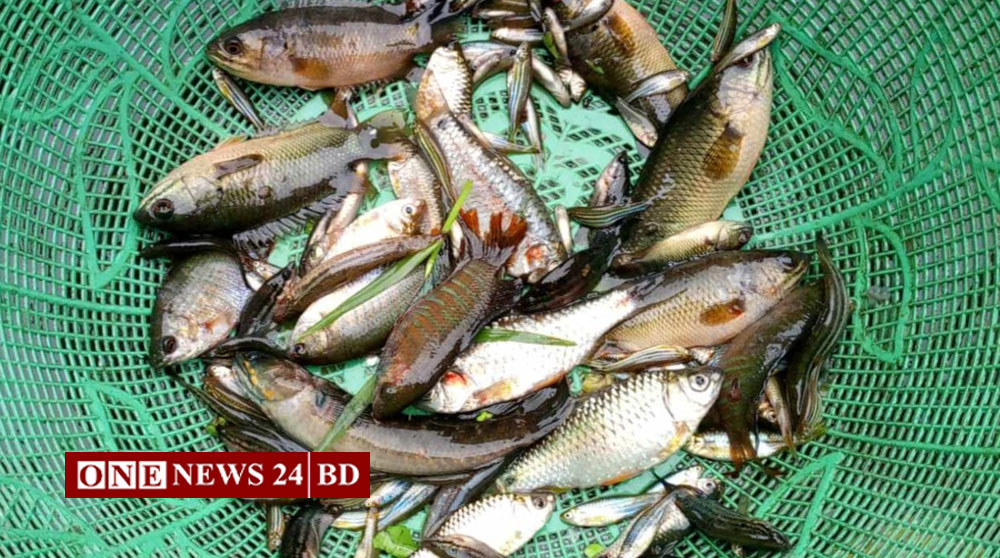 শক্তিশালী চায়না দুয়ারী জাল; অস্তিত্ব সংকটে দেশীয় প্রজাতির মাছ